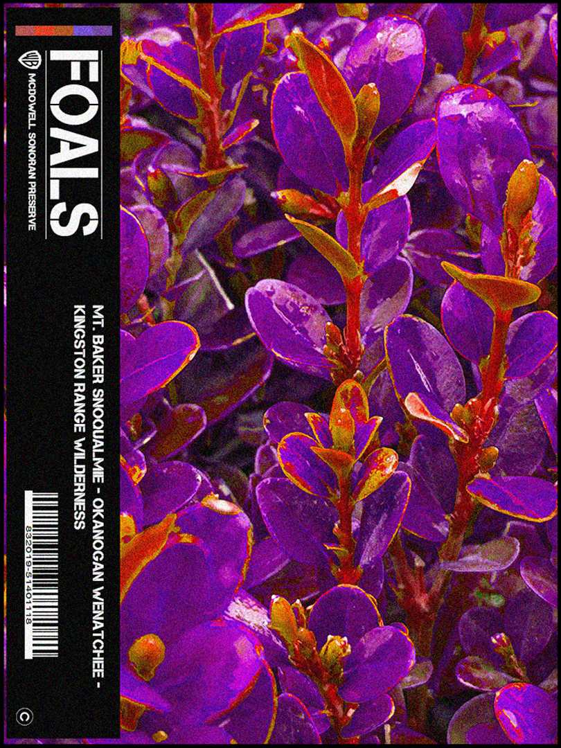 foals