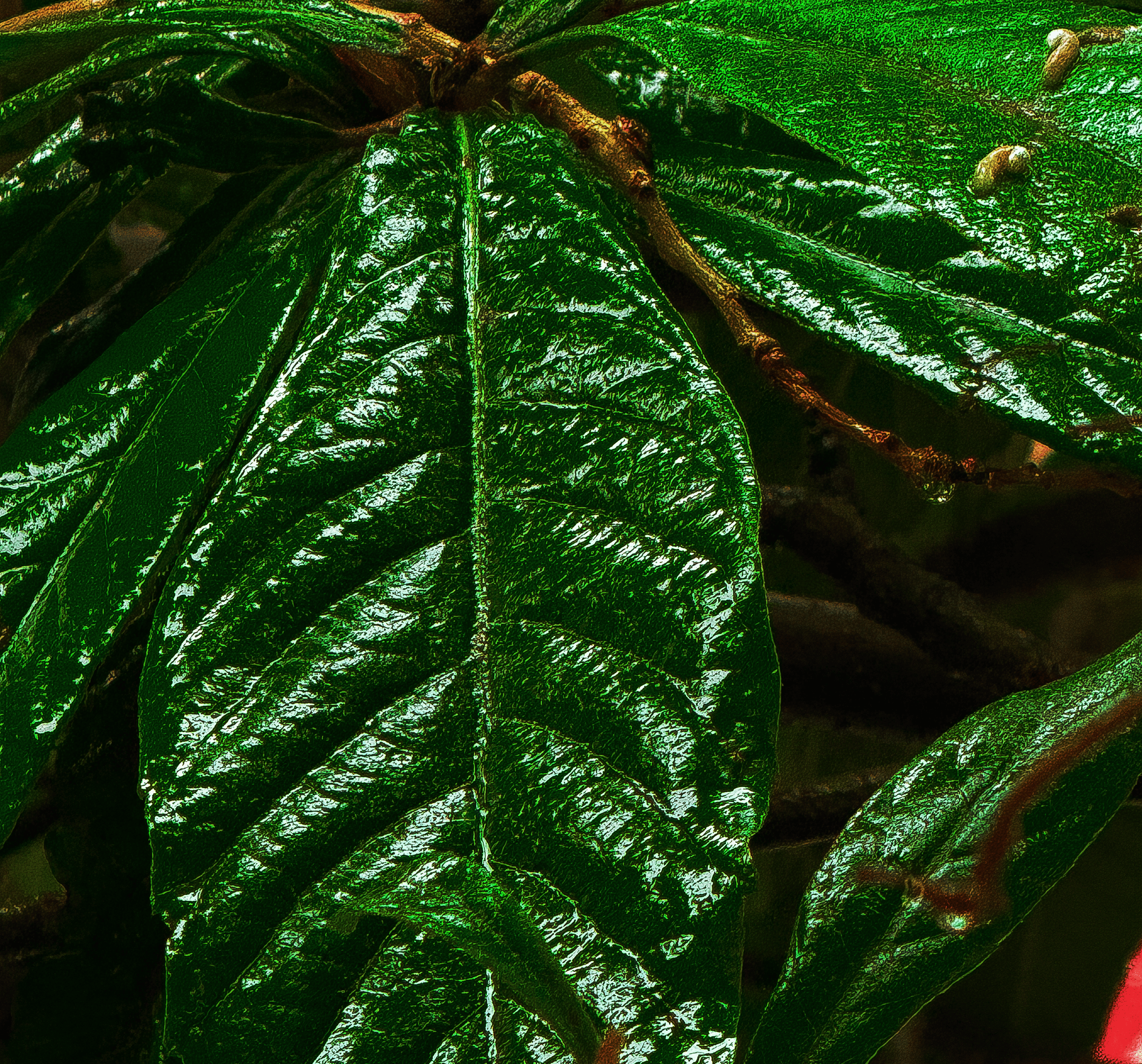 leaf